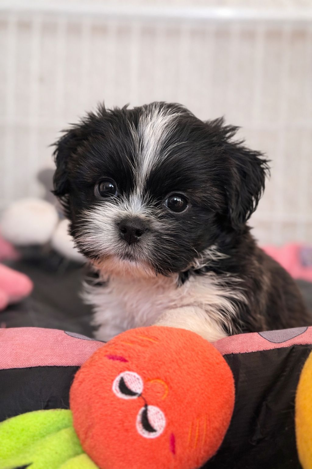 WhatsApp Image 2026-02-26 at 11.54.08