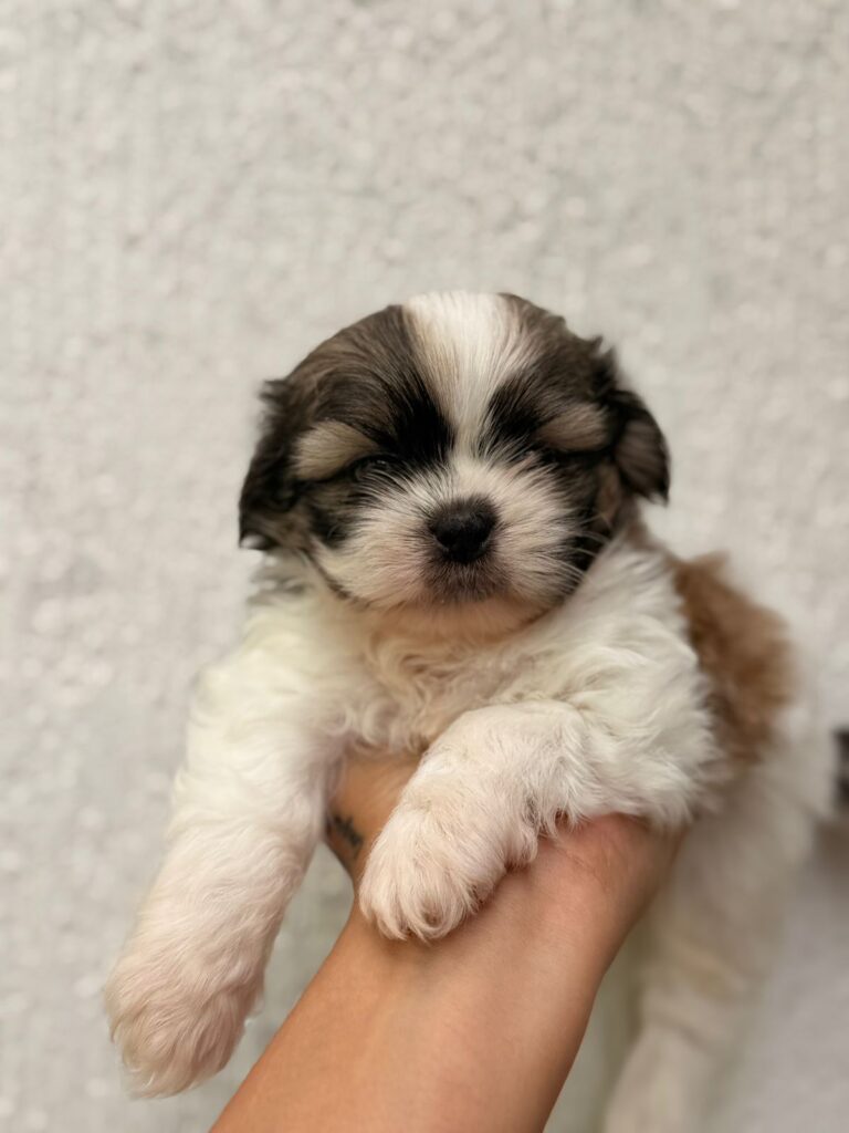 WhatsApp Image 2026-02-26 at 11.54.09 (1)